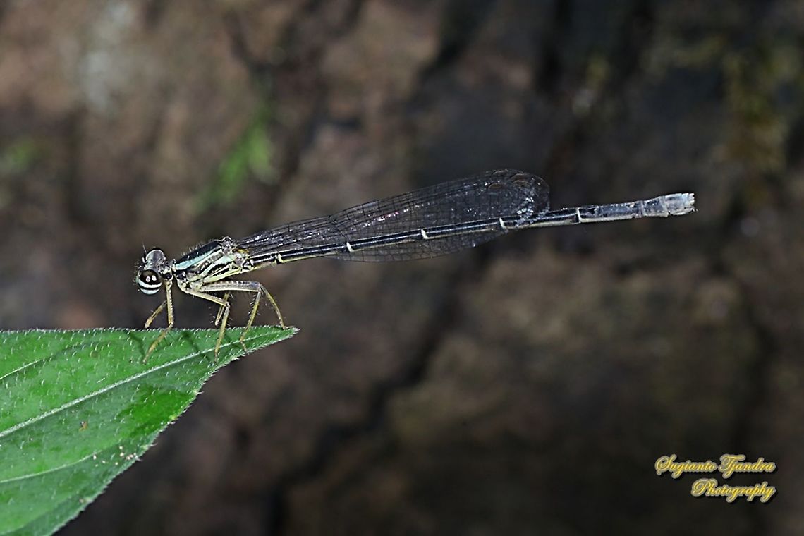 Yellow Bush Dart, Copera marginipes Sp, Platycnemididae - Female  Copera marginipes,Fall,Geotagged,Indonesia,Yellow bush dart