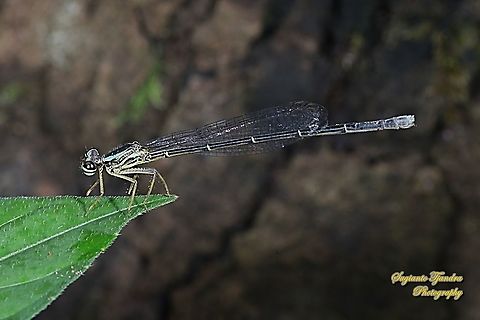 Yellow Bush Dart, Copera marginipes Sp, Platycnemididae - Female  Copera marginipes,Fall,Geotagged,Indonesia,Yellow bush dart
