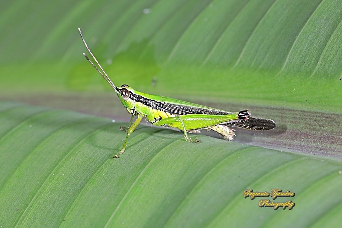 Grasshopper, Oxya chinensis  Fall,Geotagged,Indonesia,Oxya chinensis