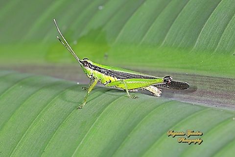 Grasshopper, Oxya chinensis  Fall,Geotagged,Indonesia,Oxya chinensis