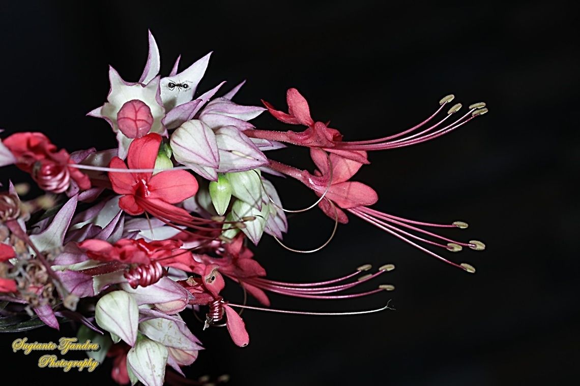 "Nona makan sirih", The Pink Bleeding Heart Vine, Clerodendrum speciosum  Clerodendrum × speciosum,Red Bleeding Heart Vine