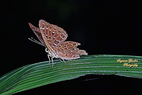 The Punchinello Butterfly, Zemeros flegyas javanus,  (family Riodinidae)  Fall,Geotagged,Indonesia,Punchinello,Zemeros flegyas