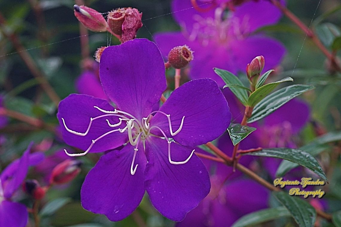 Princess Flower, Tibouchina urvilleana (family Melastomataceae )  Geotagged,Glory Bush,Indonesia,Tibouchina urvilleana,Winter
