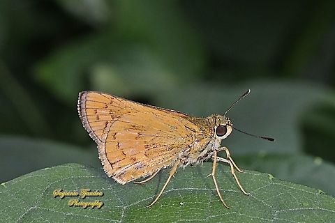 Skipper Butterfly - Yellow Palm Dart, Cephrenes trichopepla  Cephrenes trichopepla,Geotagged,Indonesia,Winter,Yellow palm dart