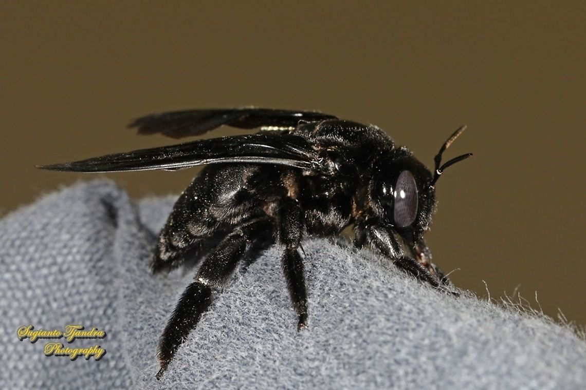 Large black Carpenter Bee, Xylocopa, family Apidae  Geotagged,Indonesia,Winter
