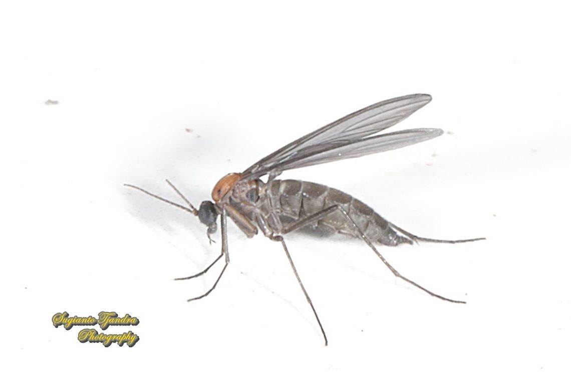 Dark-winged fungus gnats, Sciaridae  Geotagged,Indonesia,Winter