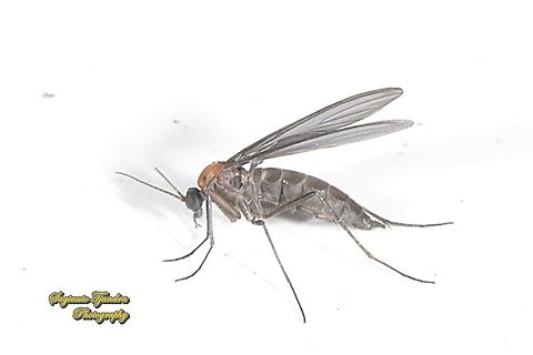Dark-winged fungus gnats, Sciaridae  Geotagged,Indonesia,Winter