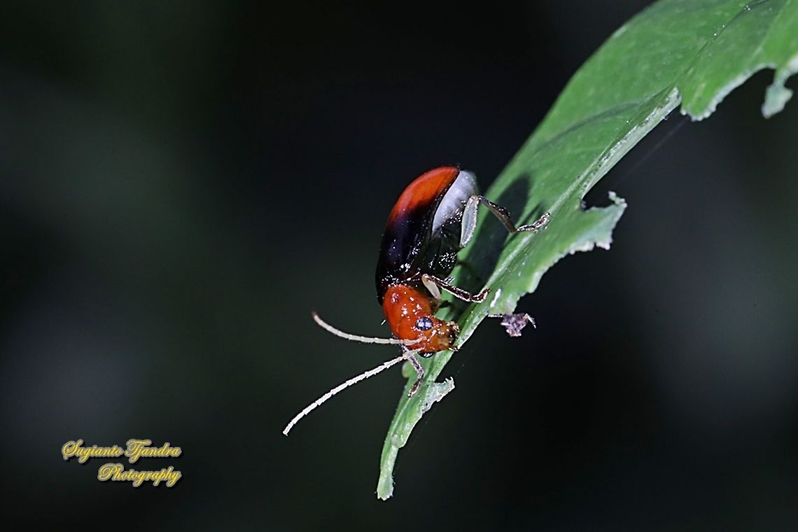 Leaf beetle, Aulacophora Sp., family Chrysomelidae  Geotagged,Indonesia,Winter