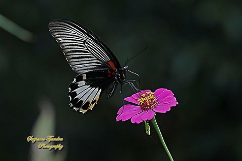 Great Mormon Butterfly, Papilio memnon memnon f. hiera (Papilionidae) sucking nectar on the Zinnia flower  Geotagged,Great Mormon,Indonesia,Papilio memnon,Winter
