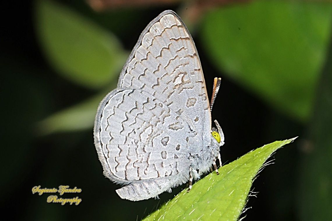 Apefly Butterfly, Spalgis epius titius  Apefly,Geotagged,Indonesia,Spalgis epeus,Winter