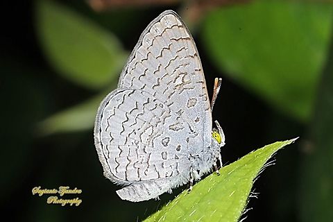 Apefly Butterfly, Spalgis epius titius  Apefly,Geotagged,Indonesia,Spalgis epeus,Winter