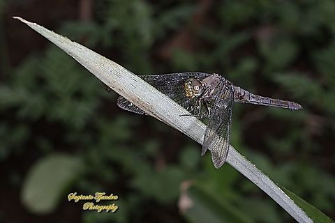 Crimson Dropwing/Orange Skimmer (Orthetrum testaceum) - Old female  Geotagged,Indonesia,Orthetrum testaceum,Winter