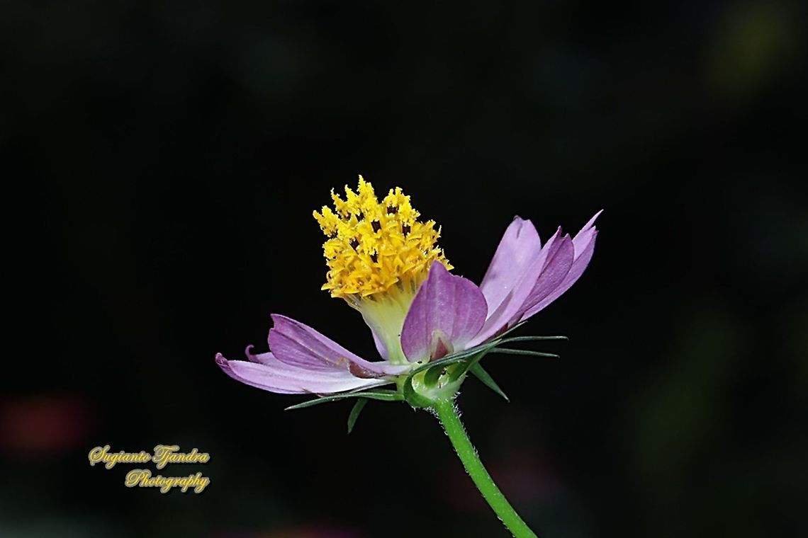 Bunga Kenikir Ungu (Cosmos caudatus)  Cosmos caudatus,Geotagged,Indonesia,Kenikir,Winter