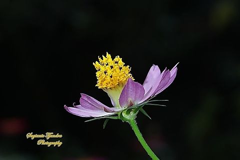 Bunga Kenikir Ungu (Cosmos caudatus)  Cosmos caudatus,Geotagged,Indonesia,Kenikir,Winter