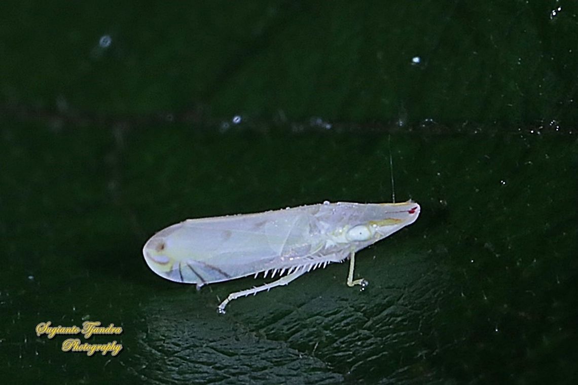 Tropiduchid planthopper, Tropiduchinae, family Tropiduchidae  Geotagged,Indonesia,Winter