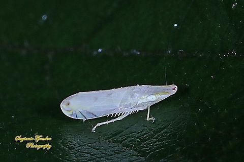 Tropiduchid planthopper, Tropiduchinae, family Tropiduchidae  Geotagged,Indonesia,Winter