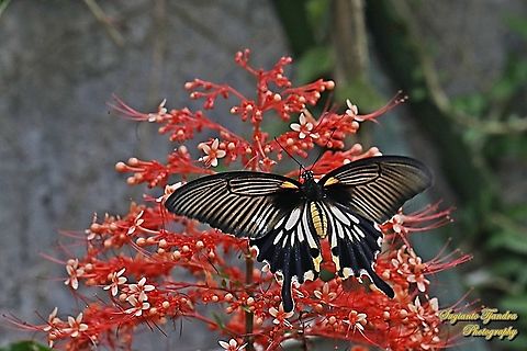 Great Mormon Swallowtail Butterfly, Papilio memnon, (Papilionidae) -female "sucking nectar on the Pagoda flowers, Clerodendrum paniculatum"  Geotagged,Great Mormon,Indonesia,Papilio memnon,Winter