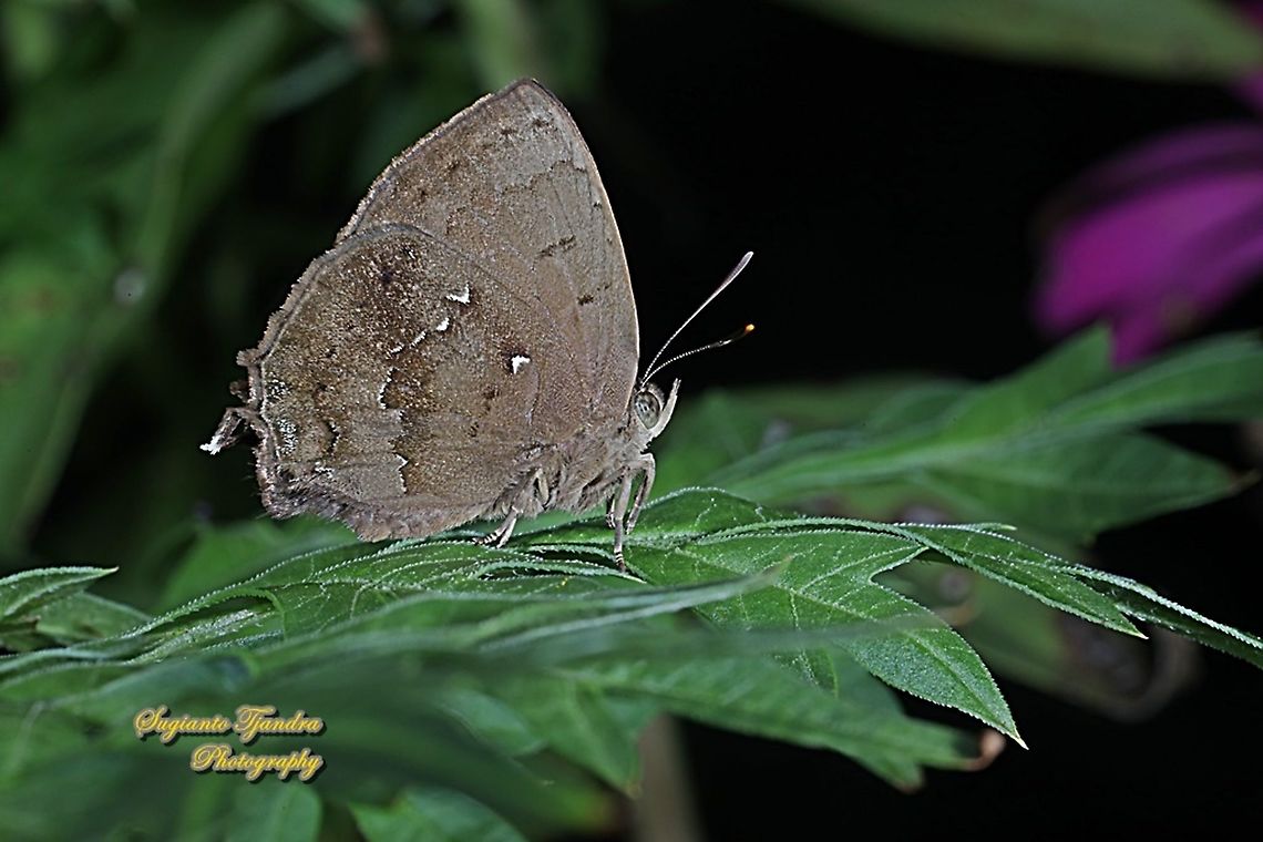 The Acacia blue butterfly, Surendra vivarna vivarna, family Lycaenidae  Acacia blue,Geotagged,Indonesia,Surendra vivarna,Winter