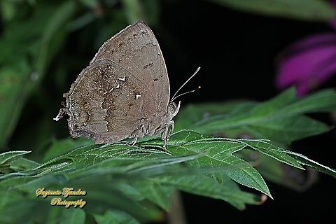 The Acacia blue butterfly, Surendra vivarna vivarna, family Lycaenidae  Acacia blue,Geotagged,Indonesia,Surendra vivarna,Winter