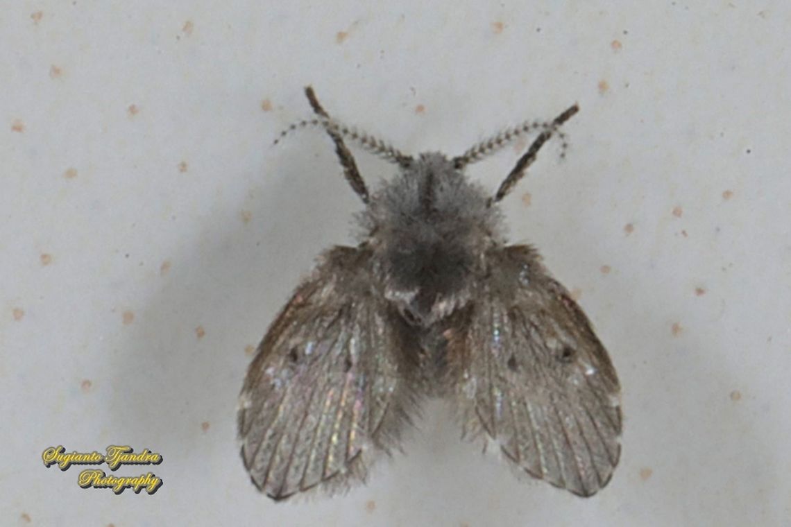 Bathroom Moth fly, Clogmia albipunctata, family Psychodidae  Clogmia albipunctata,Geotagged,Indonesia,Winter