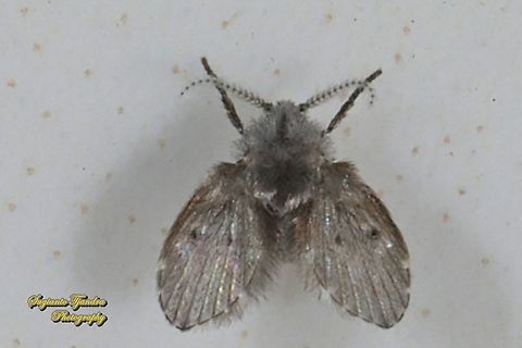 Bathroom Moth fly, Clogmia albipunctata, family Psychodidae  Clogmia albipunctata,Geotagged,Indonesia,Winter