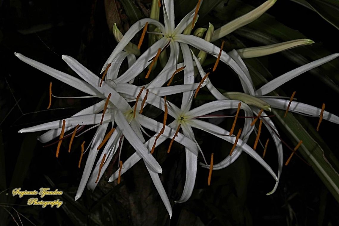 Giant Crinum Lily flower, Crinum asiaticum, Family Amaryllidaceae  Crinum asiaticum,Geotagged,Indonesia,Winter