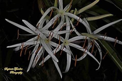 Giant Crinum Lily flower, Crinum asiaticum, Family Amaryllidaceae  Crinum asiaticum,Geotagged,Indonesia,Winter