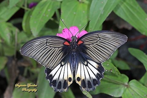 Great Mormon Butterfly, Papilio memnon memnon f. hiera   - upperside (Papilionidae) sucking nectar on the Zinnia flower  Geotagged,Great Mormon,Indonesia,Papilio memnon,Winter