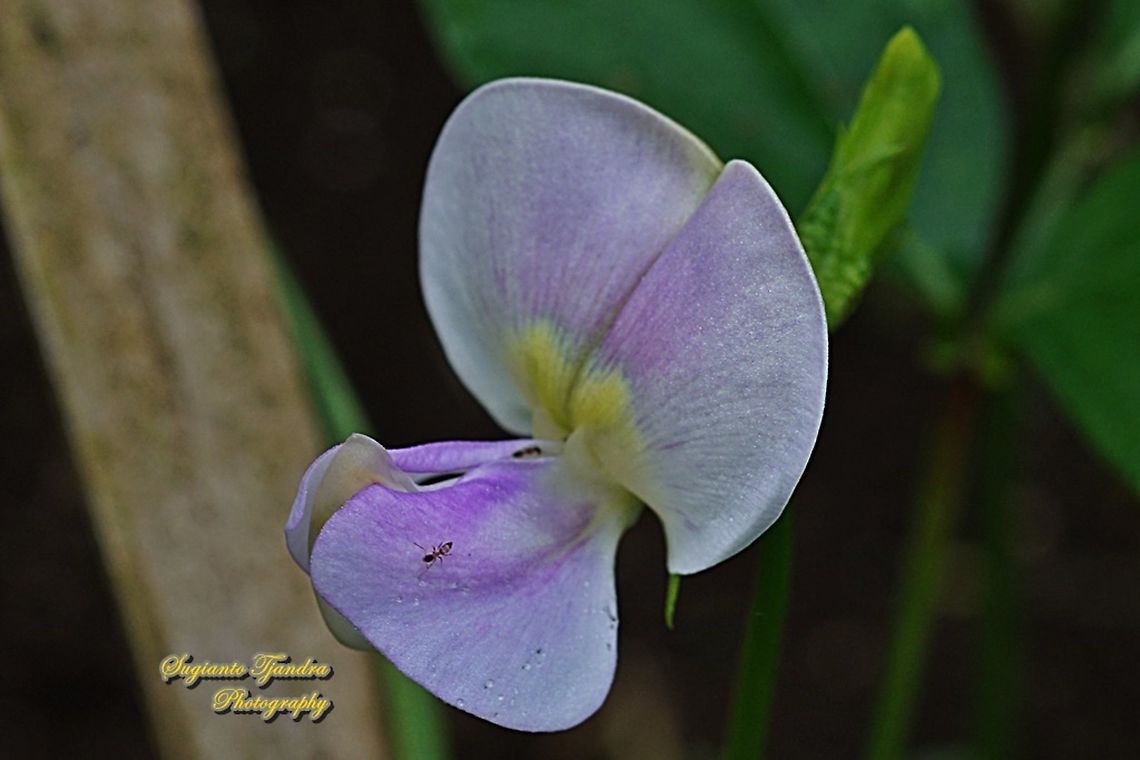 Yard long bean flower (Vigna unguiculata subsp. sesquipedalis )  Cowpea,Geotagged,Indonesia,Vigna unguiculata,Winter