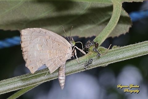 Miletus gopara gopara, family Lycaenidae  Geotagged,Indonesia,Miletus gopara,Winter