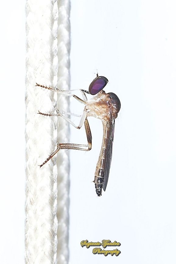 Mini Rober Fly, Asilidae  Geotagged,Indonesia,Winter