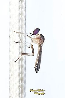 Mini Rober Fly, Asilidae  Geotagged,Indonesia,Winter