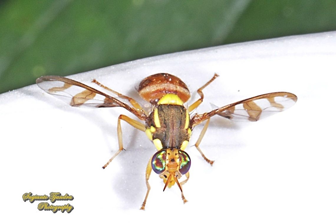 Breadfruit fly, Bactrocera umbrosa (Fabricius)  Bactrocera umbrosa,Geotagged,Indonesia,Winter