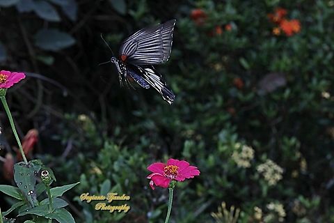 Great Mormon Butterfly, Papilio memnon memnon f. hiera  (Papilionidae) flying off the Zinnia flower  Geotagged,Great Mormon,Indonesia,Papilio memnon,Winter