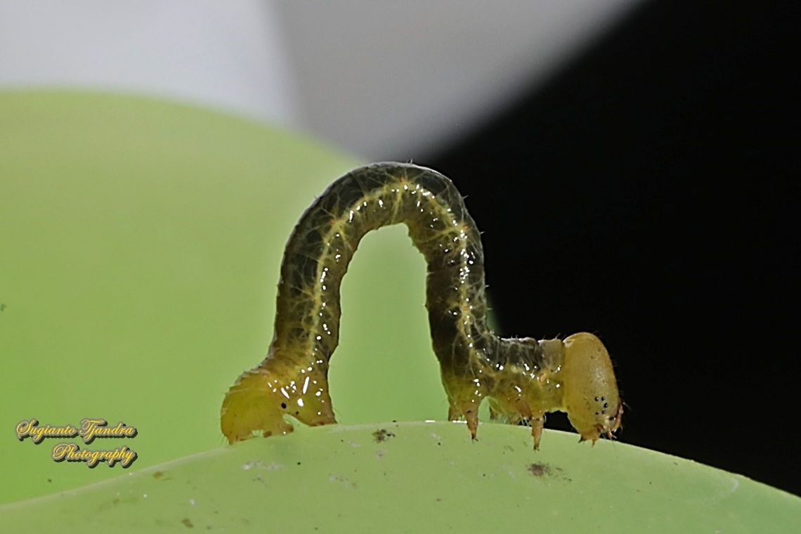 Geometrid moth caterpillar, family Geometridae  Geotagged,Indonesia,Winter