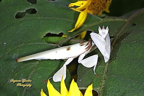 White flower / Orchid mantis, Hymenopus coronatus (Hymenopodidae)  Geotagged,Hymenopus coronatus,Indonesia,Malaysian Orchid Mantis,Winter