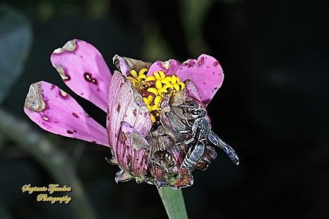 Black Wasp, Liris Sp, Crabronidae  Geotagged,Indonesia,Winter