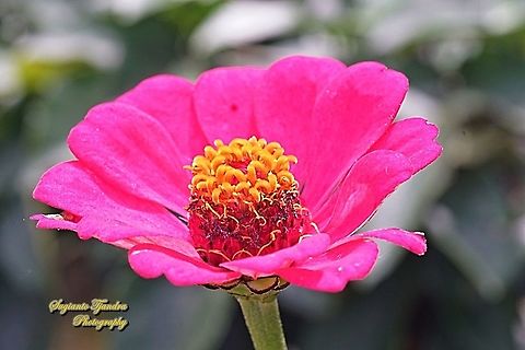 Zinnia flower  Geotagged,Indonesia,Winter