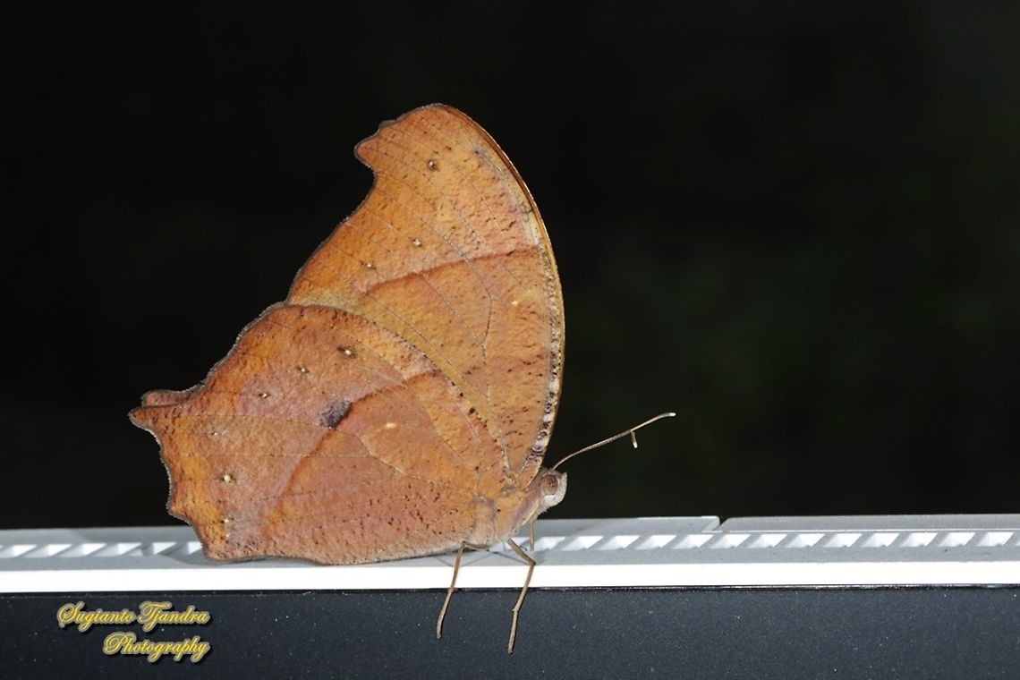 Dark Evening Brown, Melanitis phedima phedima  Dark evening brown,Geotagged,Indonesia,Melanitis phedima,Winter