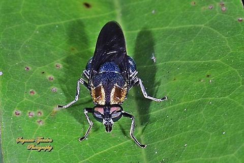 Soldier fly, Ptilocera quadridentata (Stratiomyidae)  Geotagged,Indonesia,Ptilocera quadridentata,Winter