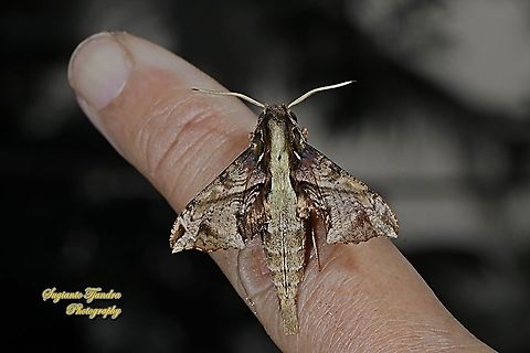 Sphinx / Hawk moth, Eupanacra Sp (???),  family Sphingidae.  Geotagged,Indonesia,Winter