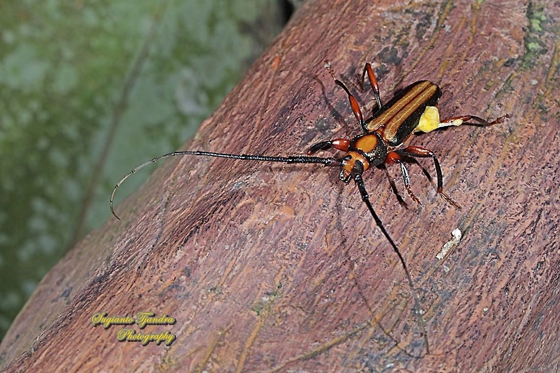 Longhorn beetle, Xystrocera festiva,  family Cerambycidae  Geotagged,Indonesia,Winter,Xystrocera festiva