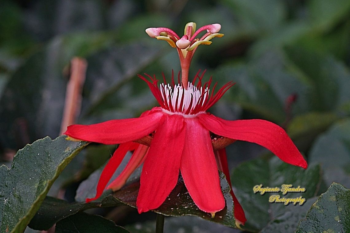 The Crimson Passion Flower, Passiflora Vitifolia (Passifloraceae)  Crimson passion flower,Geotagged,Indonesia,Passiflora vitifolia,Winter