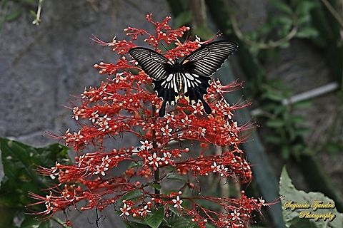 Great Mormon Swallowtail Butterfly, Papilio memnon, (Papilionidae) -female "sucking nectar on the Pagoda flowers, Clerodendrum paniculatum"  Geotagged,Great Mormon,Indonesia,Papilio memnon,Winter
