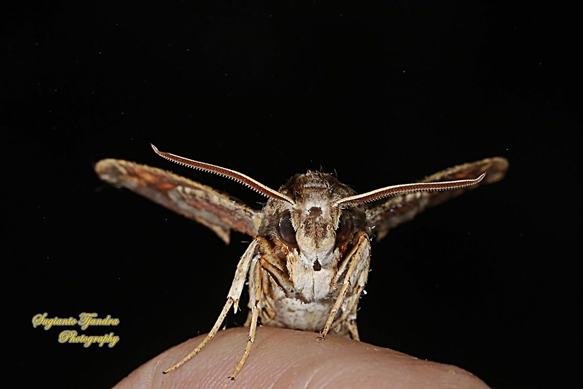 Sphinx / Hawk moth, Eupanacra Sp (???),  family Sphingidae.  Geotagged,Indonesia,Moth Week 2021,Winter