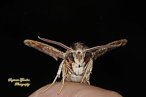 Sphinx / Hawk moth, Eupanacra Sp (???),  family Sphingidae.  Geotagged,Indonesia,Moth Week 2021,Winter