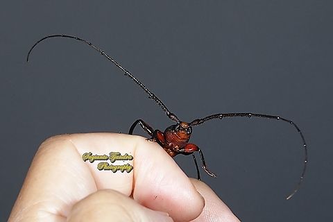 Longhorn beetle, Xystrocera festiva,  family Cerambycidae  Geotagged,Indonesia,Winter,Xystrocera festiva