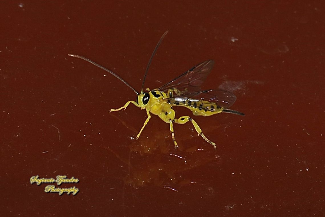 Yellow ichneumon wasp, Xanthopimpla punctata, Family Ichneumonidae  Geotagged,Indonesia,Winter,Xanthopimpla punctata