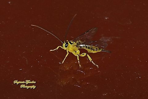 Yellow ichneumon wasp, Xanthopimpla punctata, Family Ichneumonidae  Geotagged,Indonesia,Winter,Xanthopimpla punctata