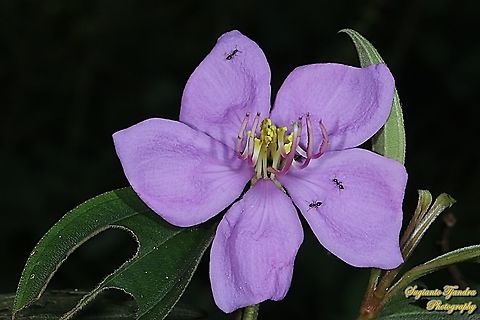 Senduduk/Malabar melastoma, Melastoma malabathricum (family Melastomataceae)  Geotagged,Indonesia,Malabar melastome,Melastoma malabathricum,Winter